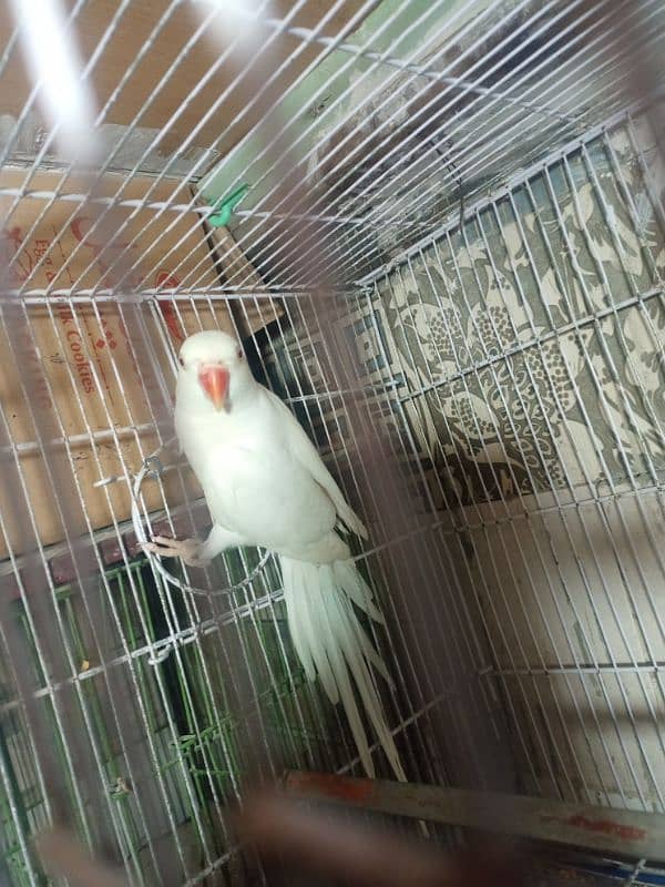 white ringneck female for breeding 4