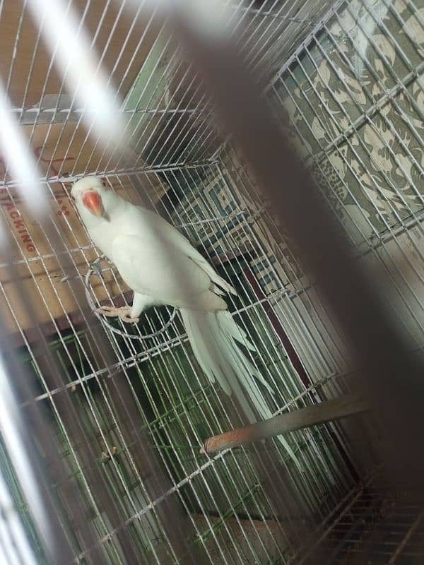 white ringneck female for breeding 5