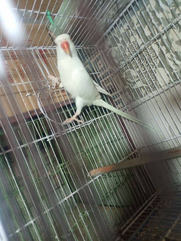 white ringneck female for breeding 6