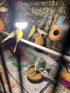 budgies parrot pair and single for sale