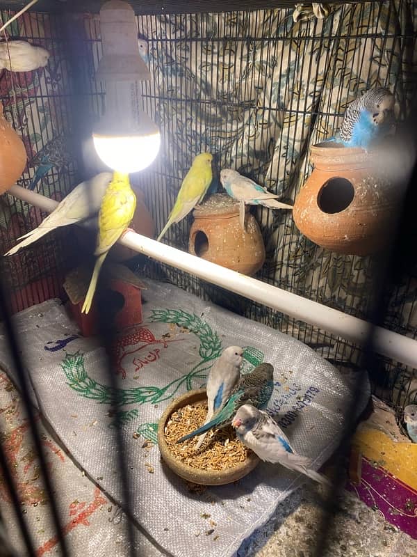 budgies parrot pair and single for sale 0