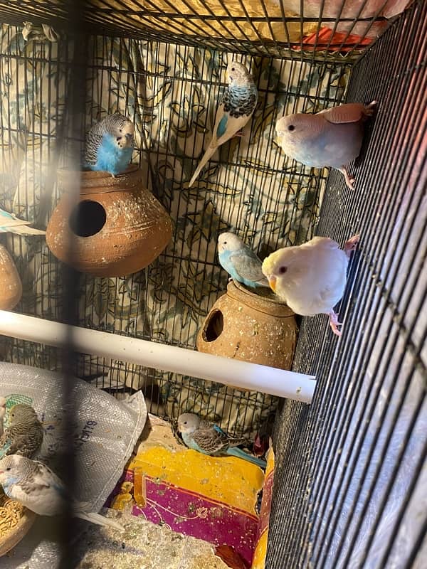 budgies parrot pair and single for sale 1