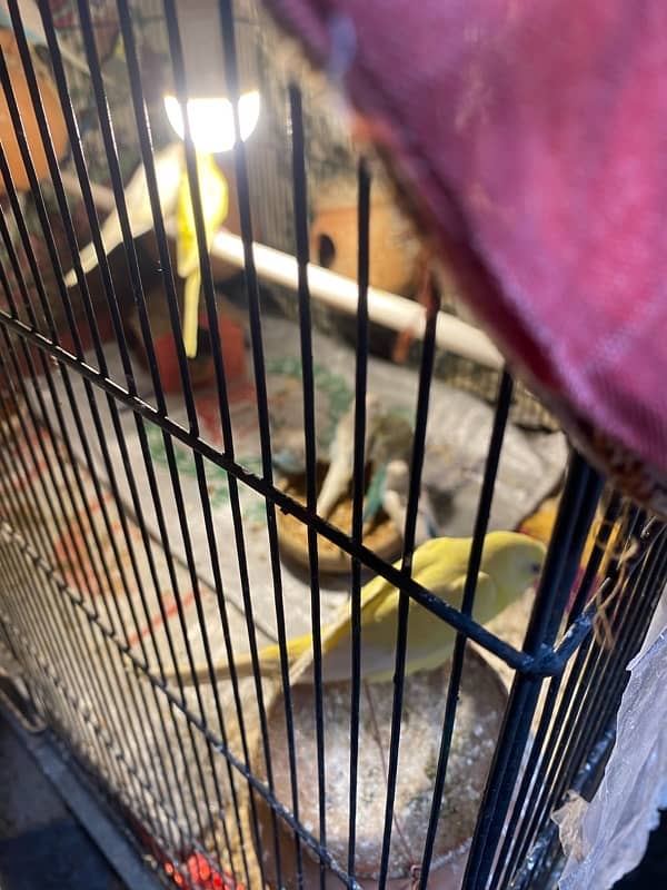 budgies parrot pair and single for sale 2