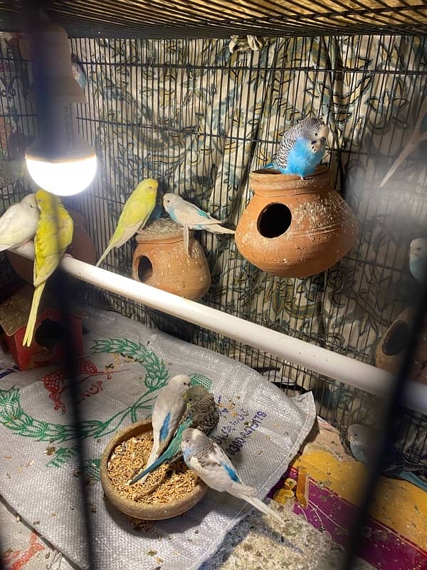 budgies parrot pair and single for sale 3