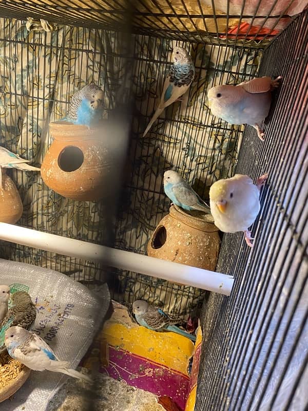 budgies parrot pair and single for sale 4