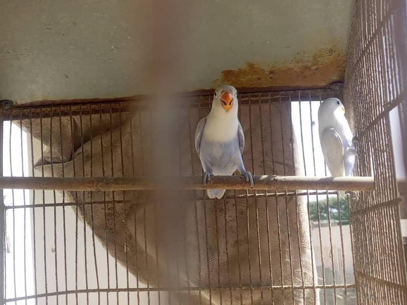 Pestal Blue Lovebirds 3