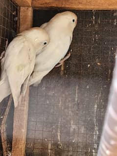 breeder love bird pair