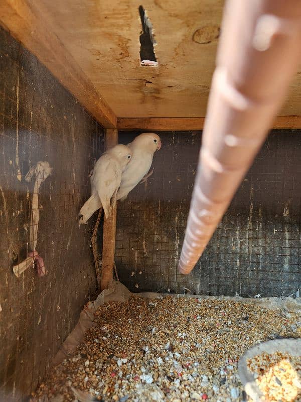 breeder love bird pair 1