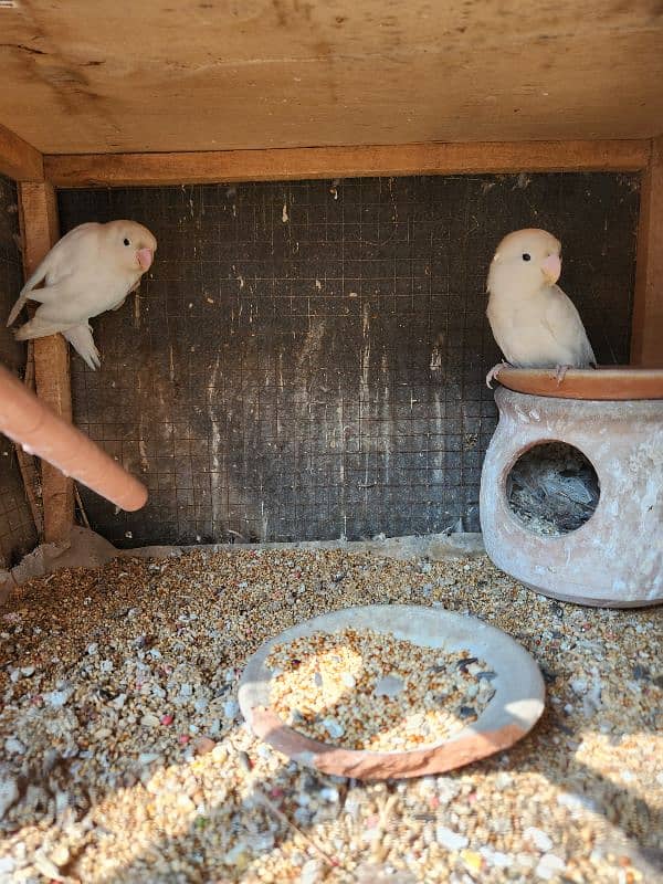 breeder love bird pair 2