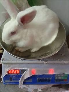 New Zealand White Breeder Bunnies Rawalpindi