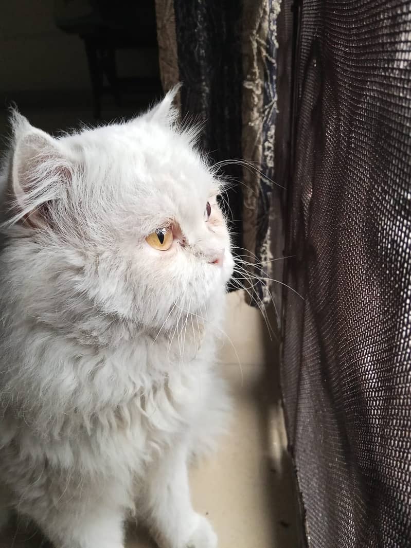 Persian male cat with odd eyes 0