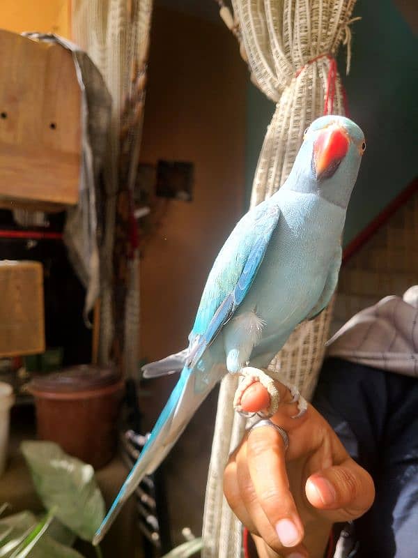 Blue Ringneck 0