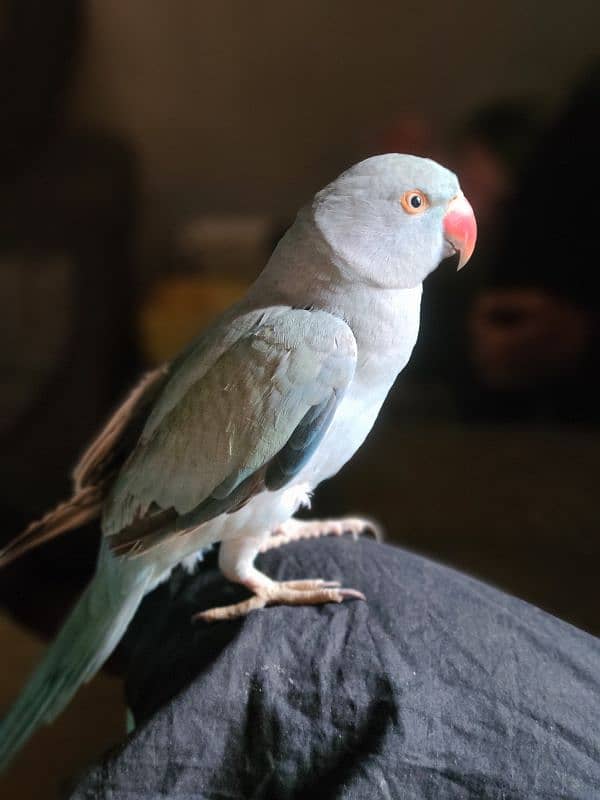 Blue Ringneck 1