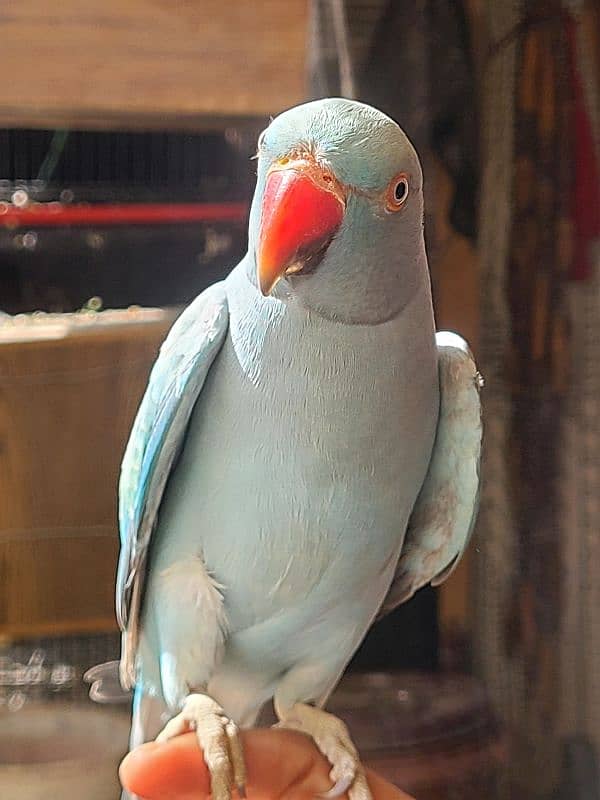 Blue Ringneck 3