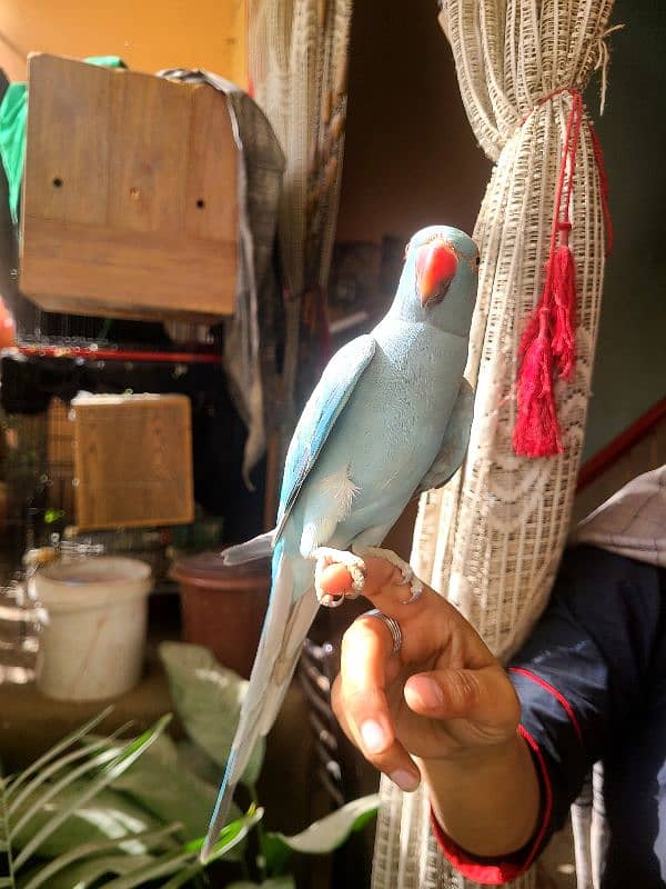 Blue Ringneck 4