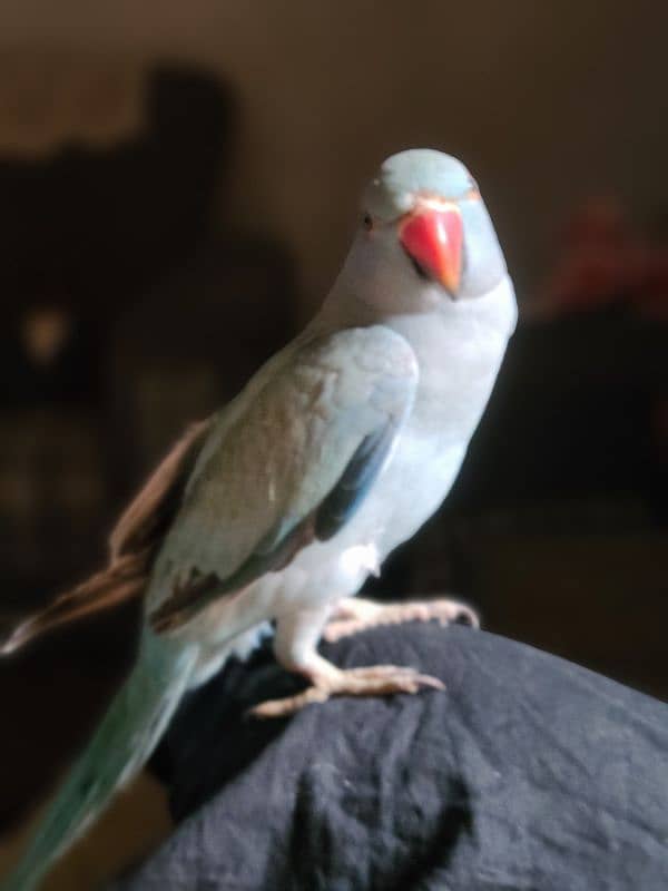 Blue Ringneck 6