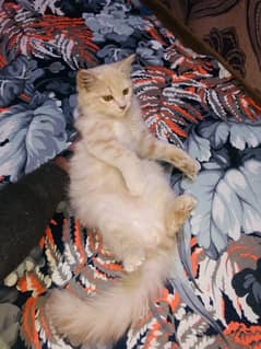 Persian kitten content on whtsapp 03463847287  prices mein kami hojygi