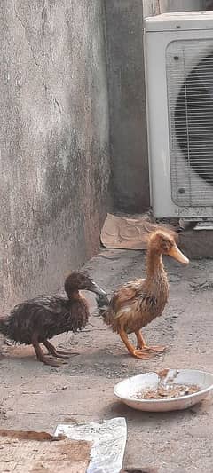 ducks pair 1 month old chicks