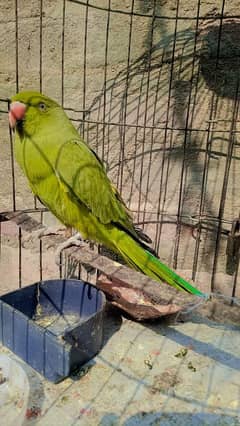 Green parrot full taking hand tame