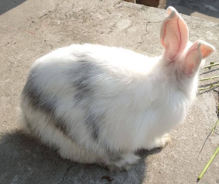 Red Eye White Long Hair Angora-like Breeder and other Rabbit 9