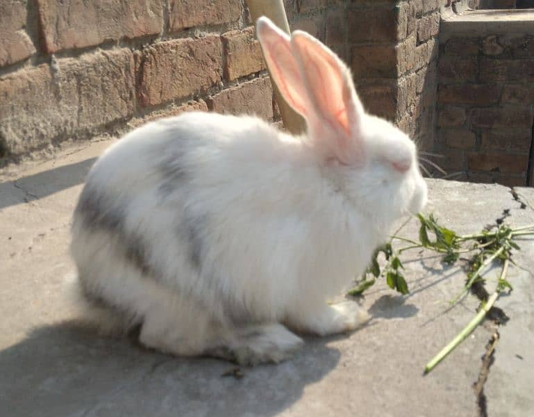 Red Eye White Long Hair Angora-like Breeder and other Rabbit 1