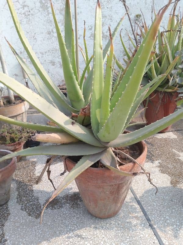 Aloe Vera Plant For Sale with Pot 0