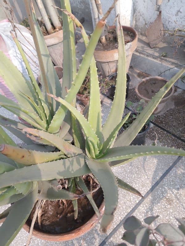 Aloe Vera Plant For Sale with Pot 1