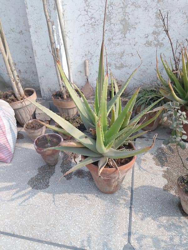 Aloe Vera Plant For Sale with Pot 2