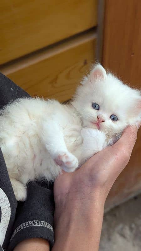 Persian male kitten 1