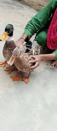 Ducks