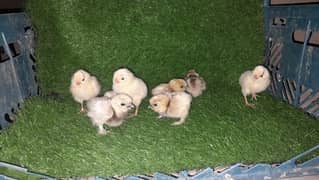 Yokohama,polish , Silki  barahma and other breeds eggs chicks availa