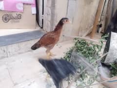 Pure Aseel Chicks Available For Sale healthy And Active Chicks