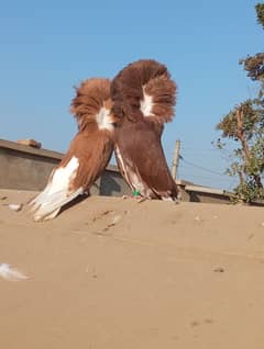 best quality of fancy pigeon