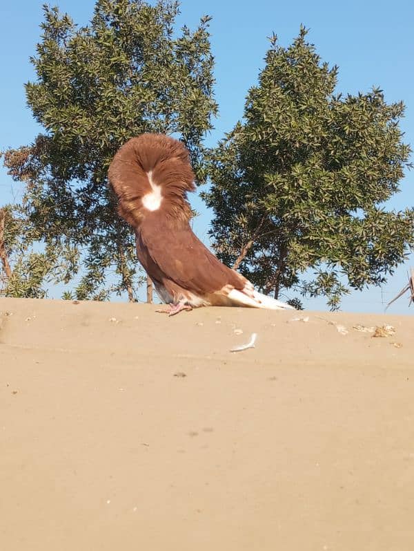 best quality of fancy pigeon 6