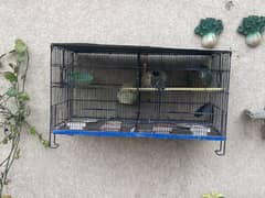 Birds cage