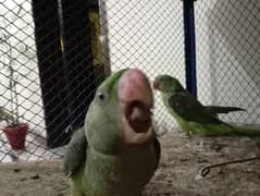 raw parrots