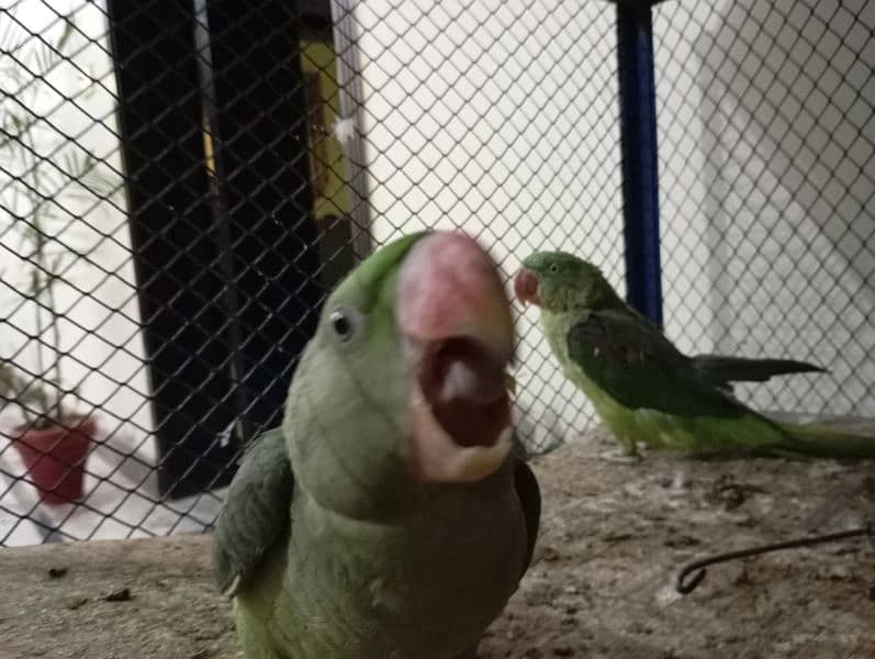 raw parrots 0