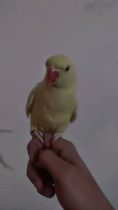 Hand Tamed Yellow Ringneck 1