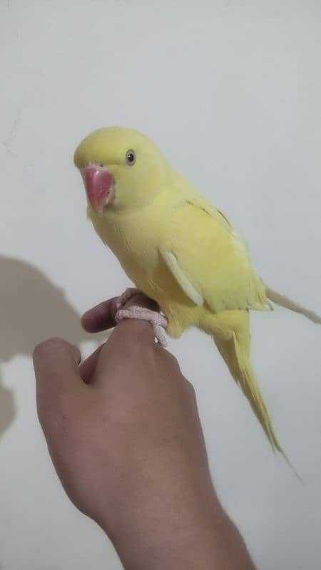 Hand Tamed Yellow Ringneck 3