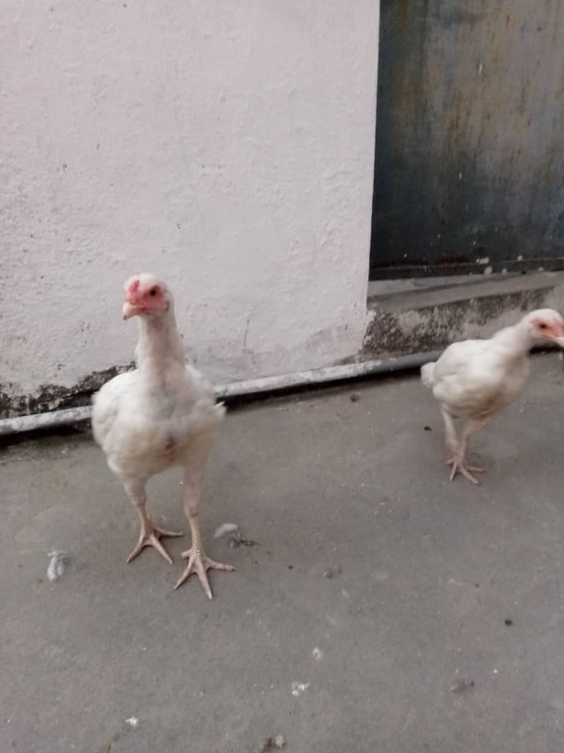 Desi & Aseel young aur adult hens 5