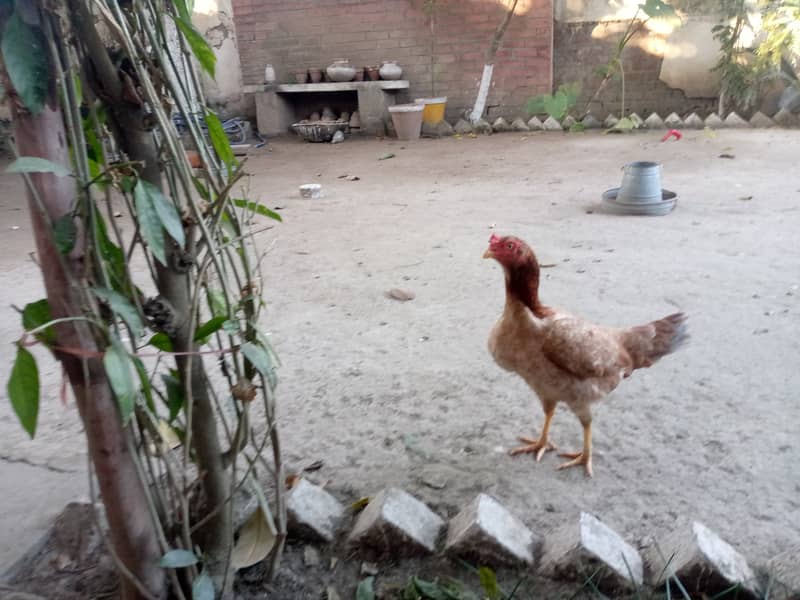 Desi & Aseel young aur adult hens 6