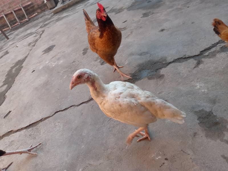 Desi & Aseel young aur adult hens 7