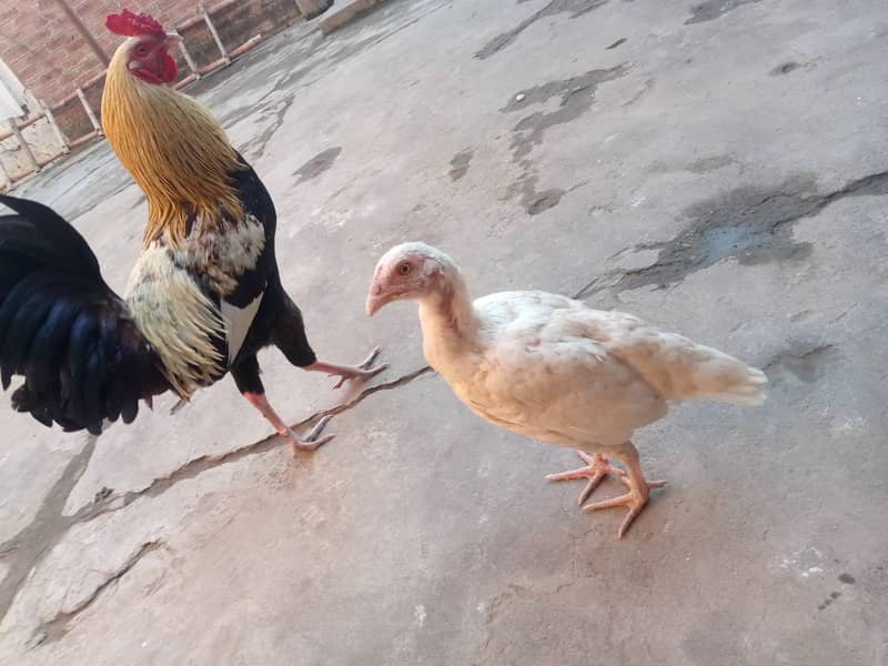 Desi & Aseel young aur adult hens 8