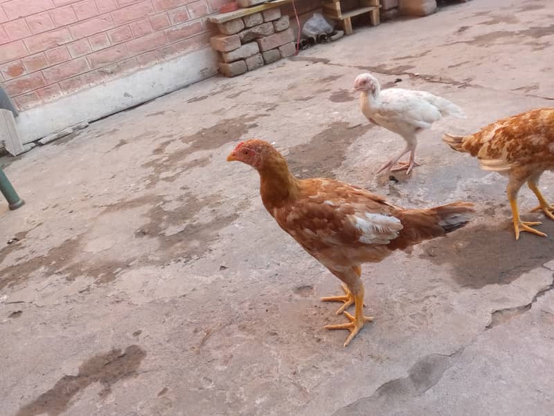 Desi & Aseel young aur adult hens 9