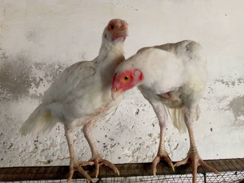 Desi & Aseel young aur adult hens 12