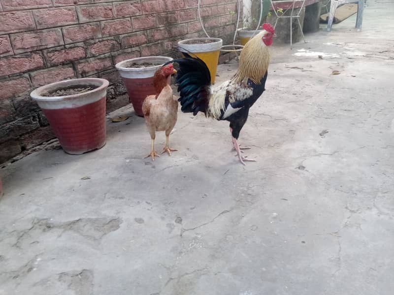 Desi & Aseel young aur adult hens 13