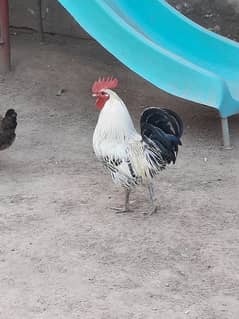 Best hens fir sale in Islamabad. .