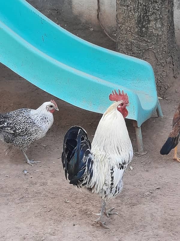 Best hens fir sale in Islamabad. . 1