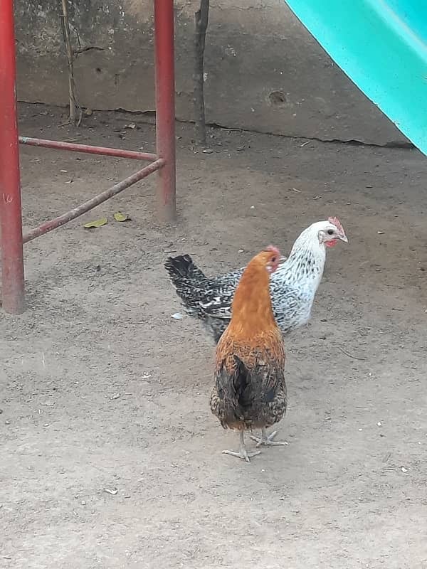 Best hens fir sale in Islamabad. . 2