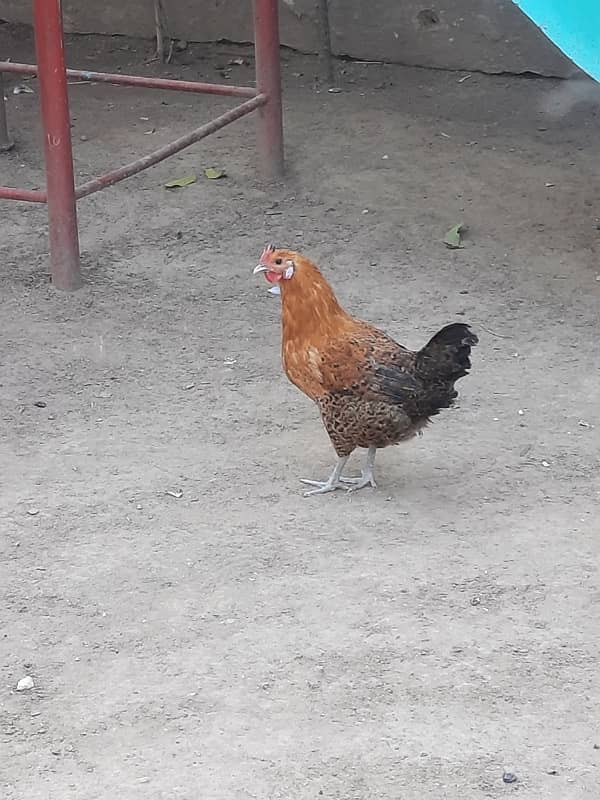 Best hens fir sale in Islamabad. . 3